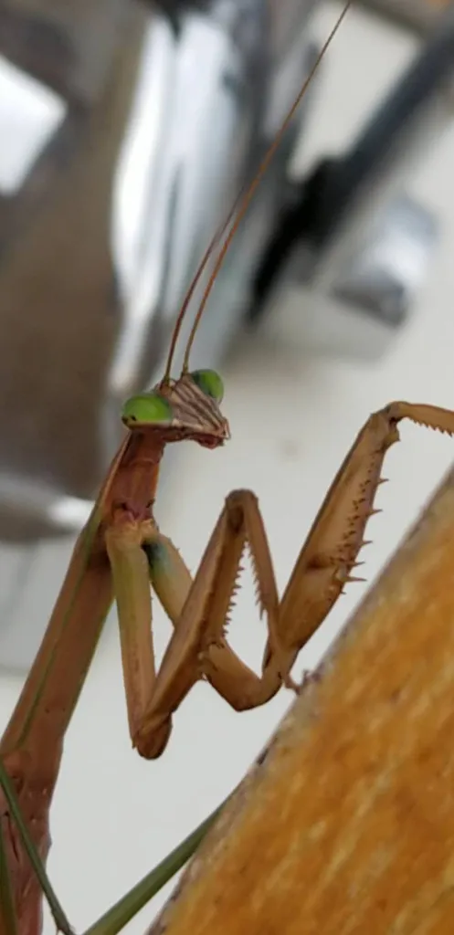 MOB Men Of Bunz.. photo 1