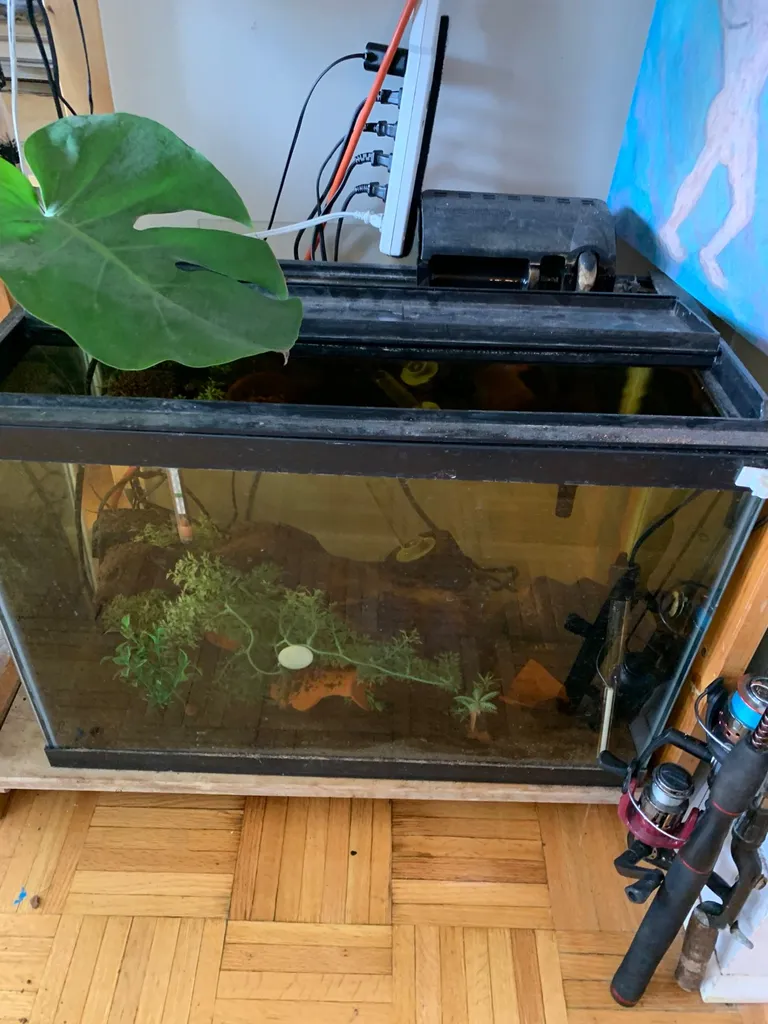 20 gallon freshwater aquarium with filter, light, heater, lid... photo 1