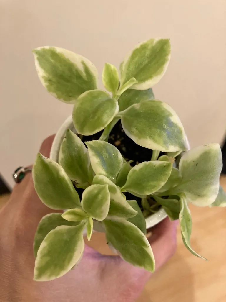 Variegated Baby Sun Rose photo 1