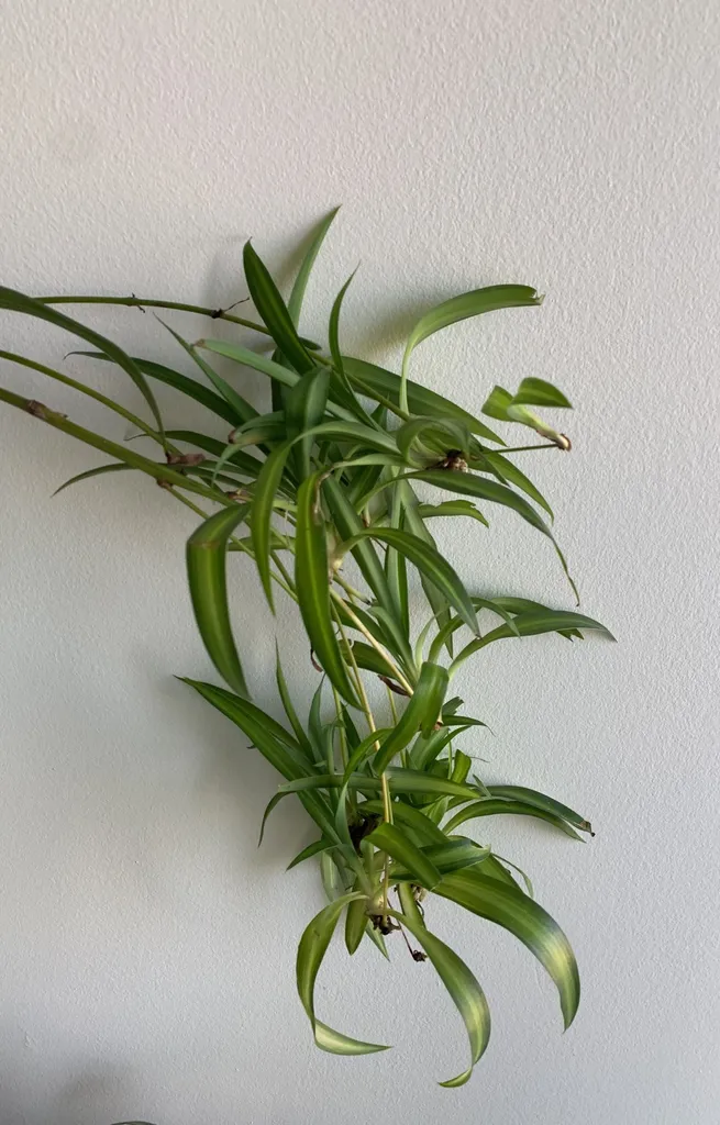 Spider Plant Cuttings photo 1