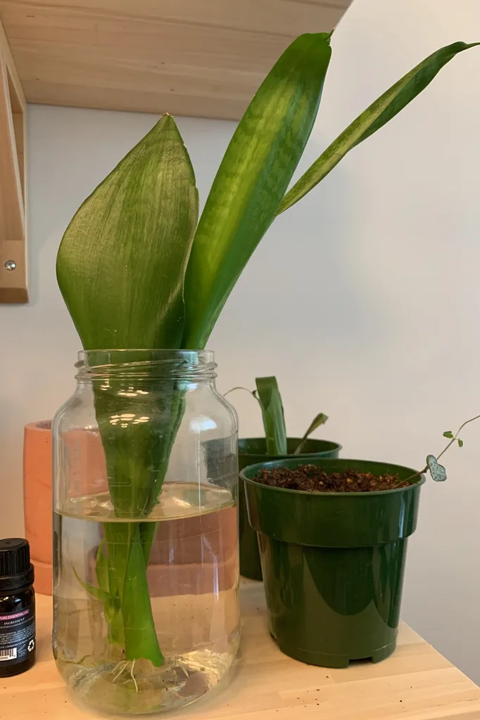 Snake Plant Cuttings photo 1