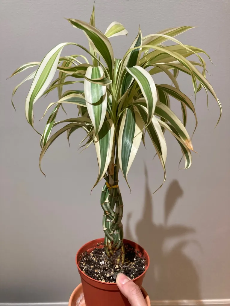 Braided Variegated Lucky Banboo photo 1