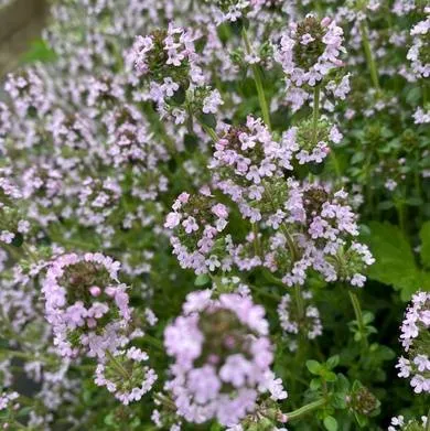 ISO LEMON THYME photo 1