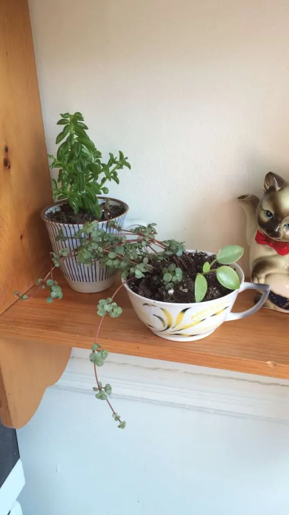 Baby's Tears photo 1