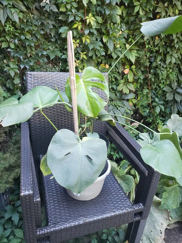Monstera Deliciosa photo 1