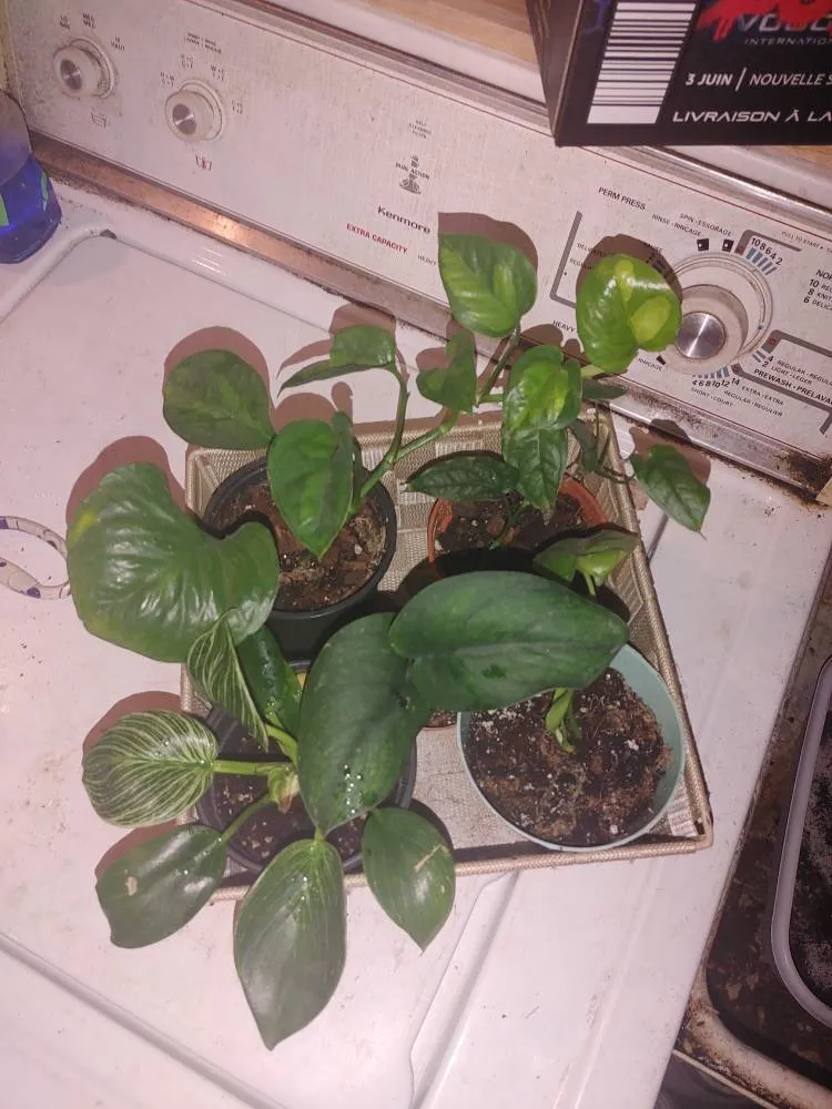 Semi Rare Plant Bundle photo 1