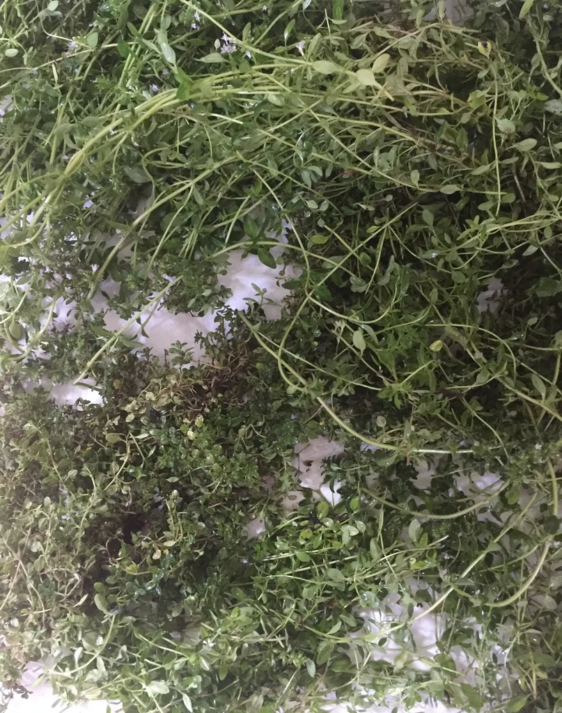 Fresh Thyme Right From My Organic Garden photo 1