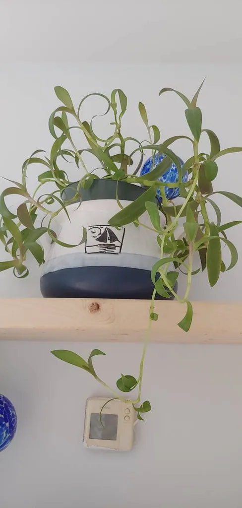 TRANDESCANTIA CUTTINGS photo 1