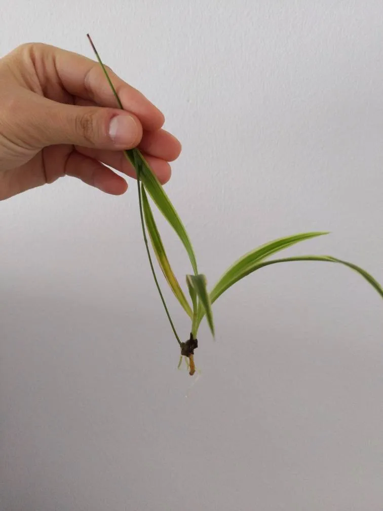 Rooted Spider Plant photo 1