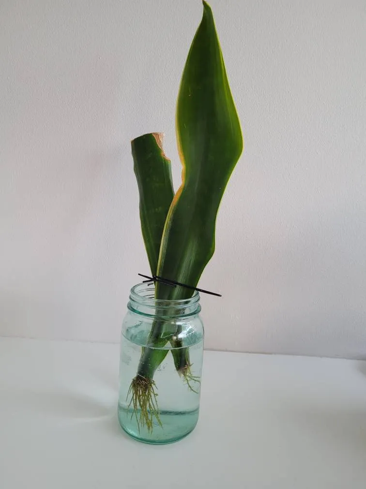 🐍 Two Snake Plant Rooted Cuttings photo 1