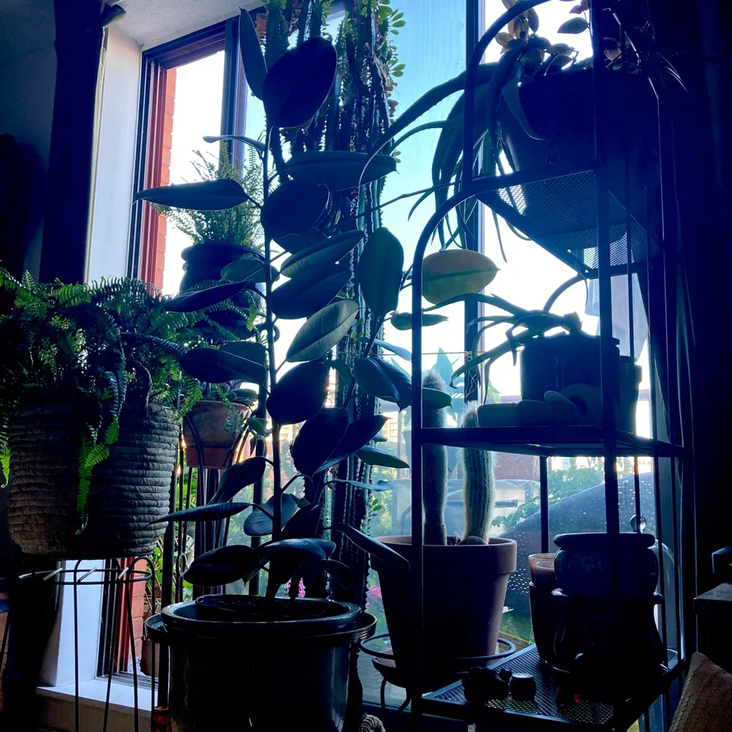 Plant Clippings photo 1