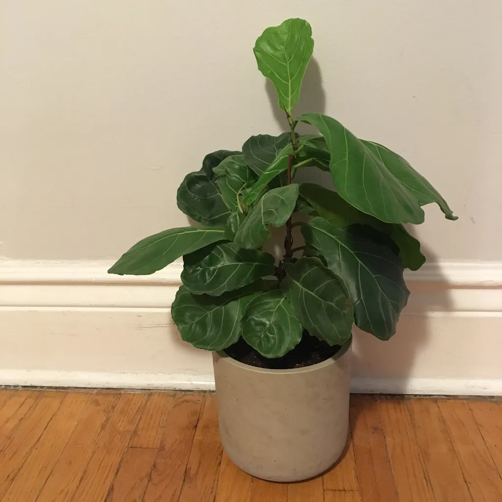 "Twinning!" ~ Charlie Sheen photo 1