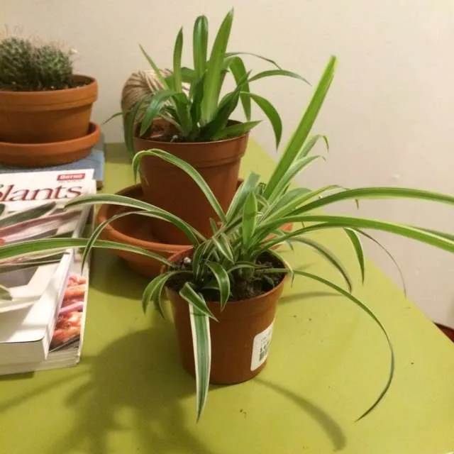 Spider Plant Pups photo 1