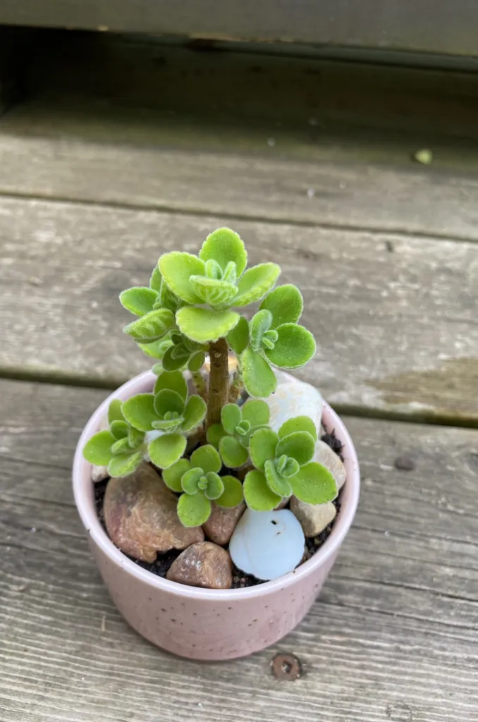 Succulents Arrangement #3 photo 1