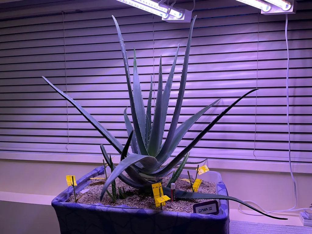 Aloe Babies! photo 1