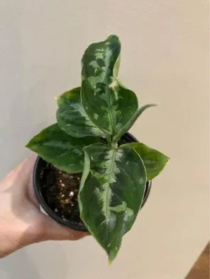 Rare Aglaonema Pictum Tricolour photo 1