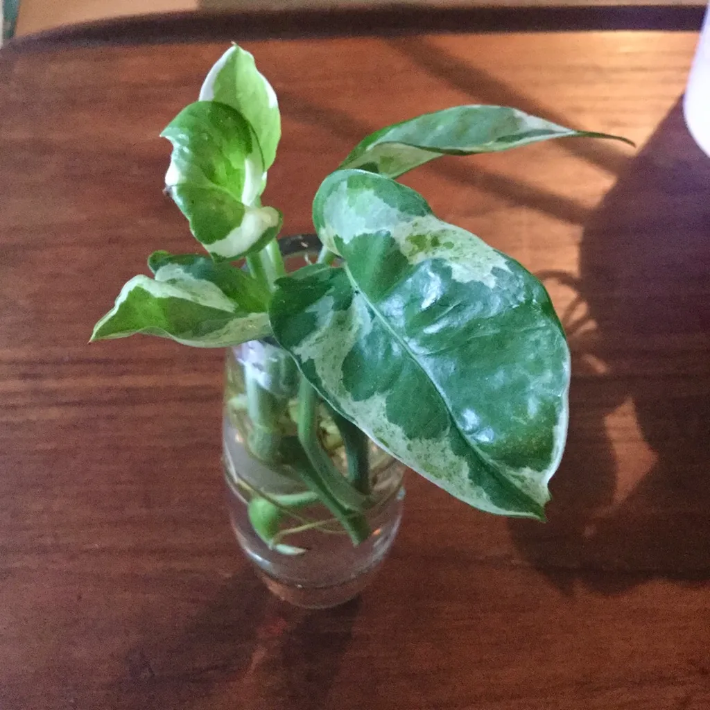 pothos n’Joy CUTTING photo 1