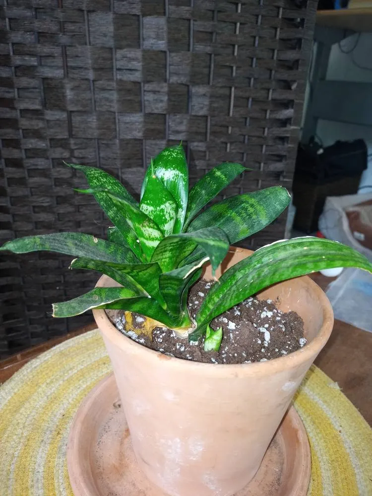 Mothers  Tongue Plant photo 1