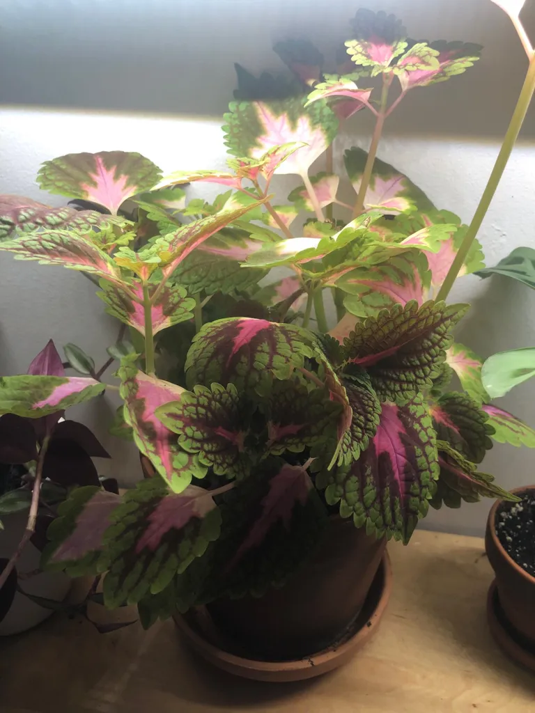 Rooted Coleus photo 1