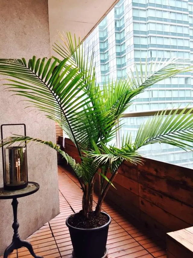 Large Palm / Plant photo 1