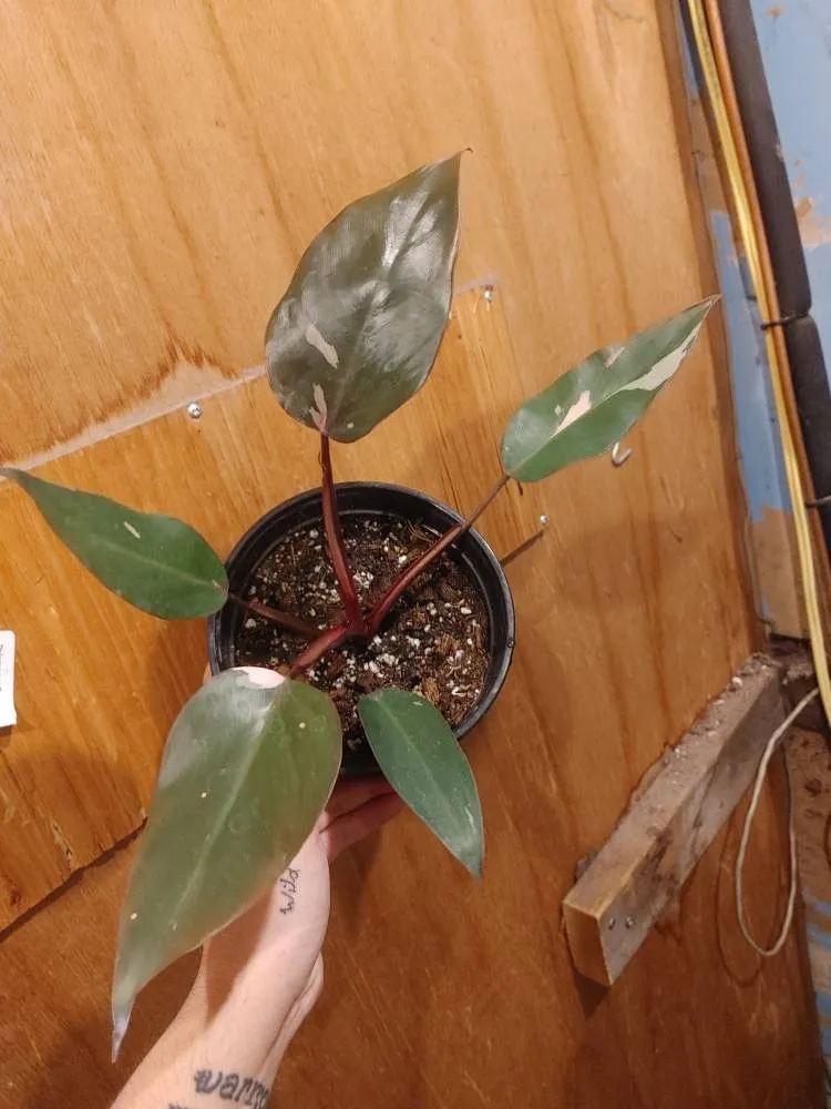 Pink Princess Philodendron photo 1