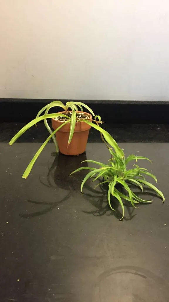 Spider Plant photo 1