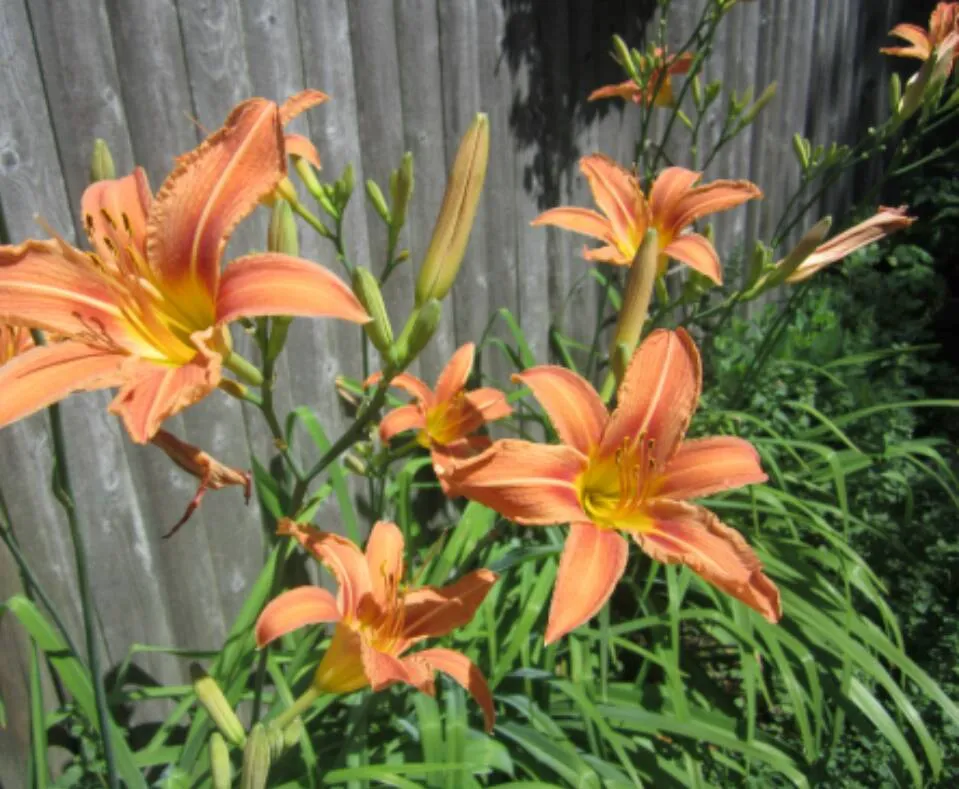 Orange Tiger Lilly photo 1