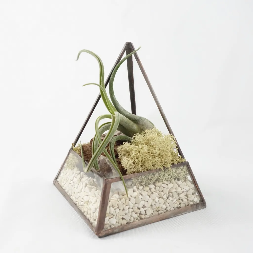 Pyramid Terrarium photo 1