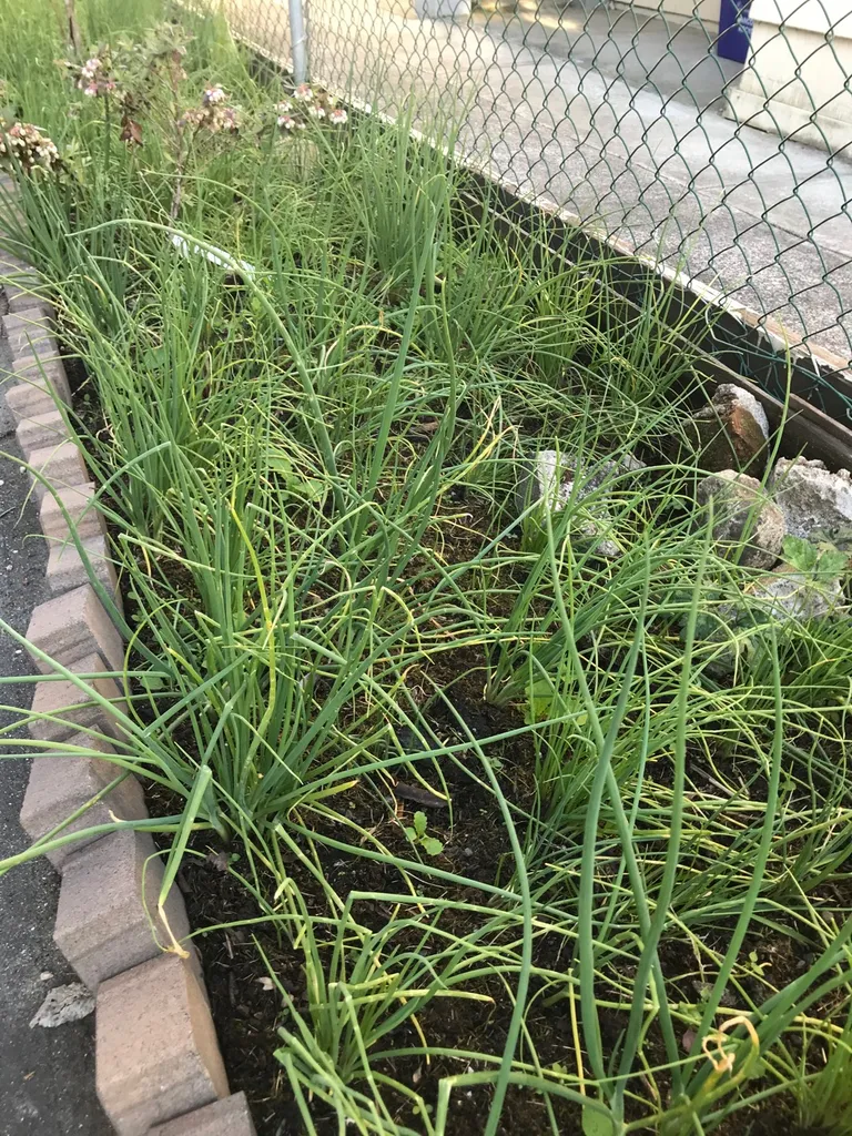 Fresh Green Onions photo 1