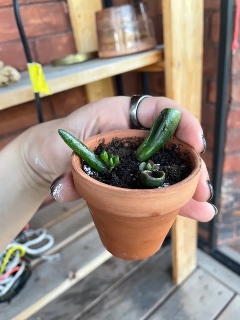 Baby Gollum Jade In Clay Pot photo 1