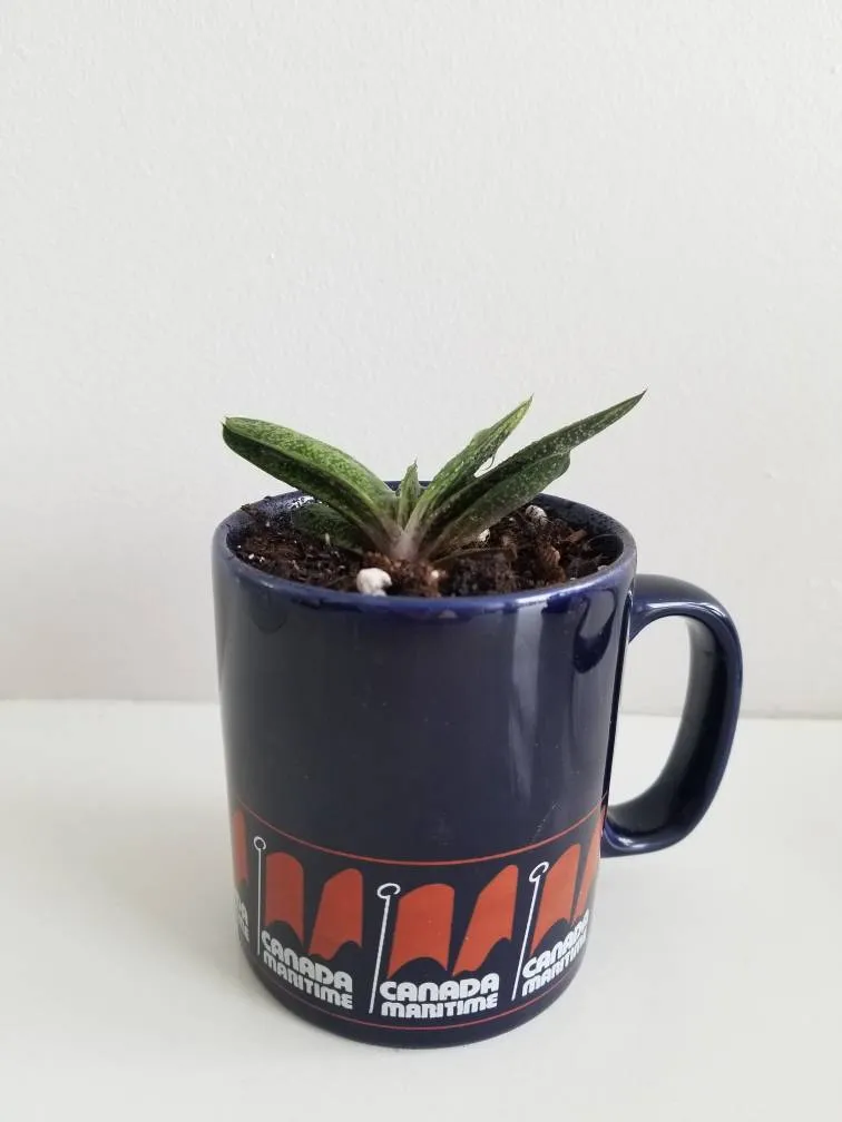 Cute Succulent Planted In Mug photo 1