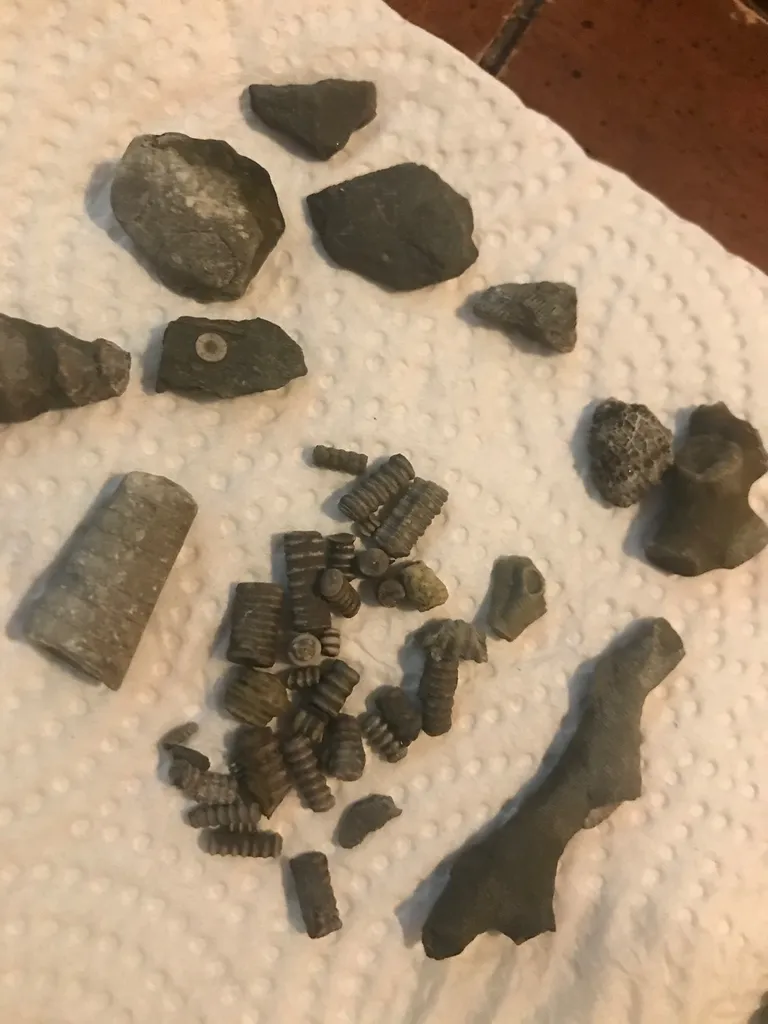 Ontario Fossils photo 1