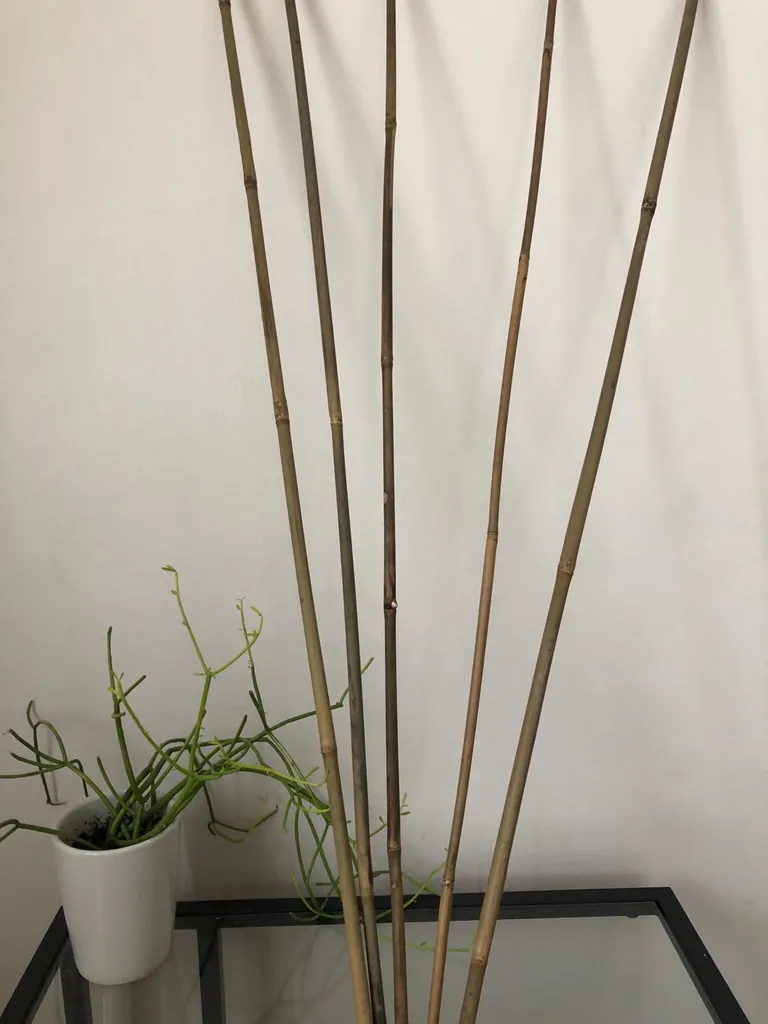 BAMBOO STICKS photo 1