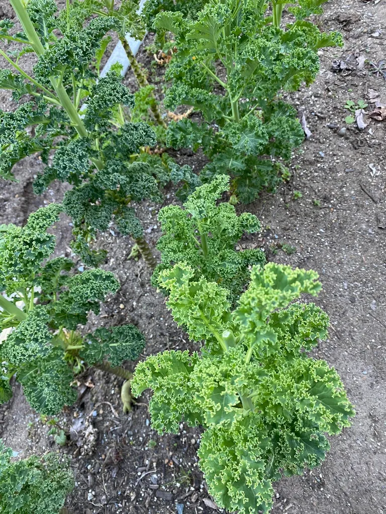 FRESH ORGANIC KALE photo 1