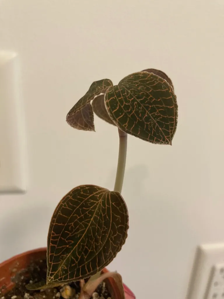 Jewel Orchid photo 1