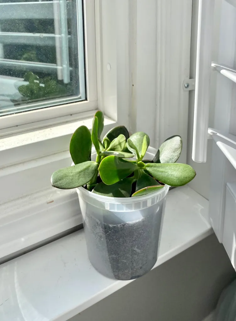 Jade Plant - “Strong Tommy and His Wife Betsy” photo 1