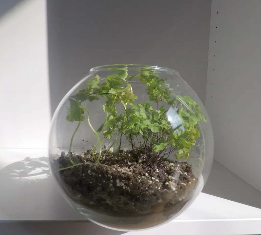 Terrarium photo 1