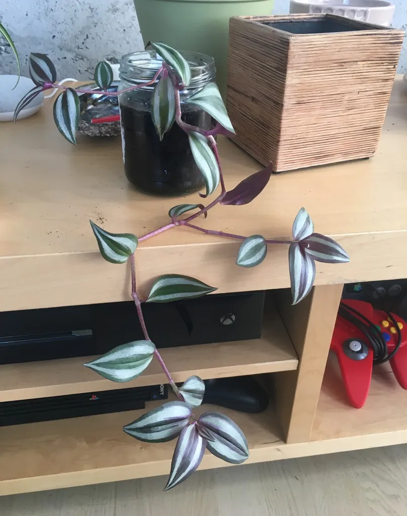 Tradescantia Clipping photo 1