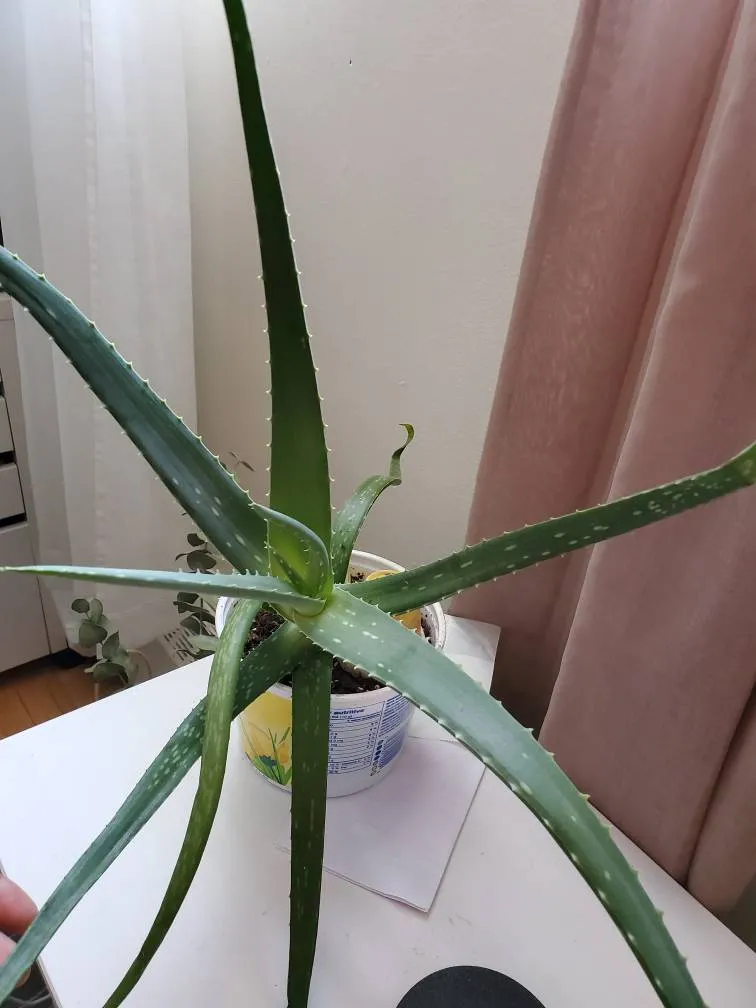 Big Aloe Vera With Pup photo 1