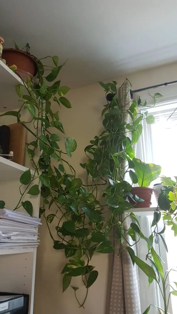 Pothos Cuttings photo 1