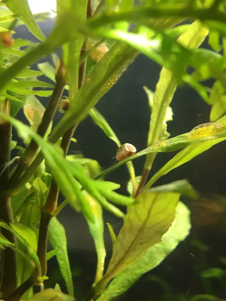✨ Baby Snails!! Brown, Pink And Leopard Ramshorn Snails photo 1