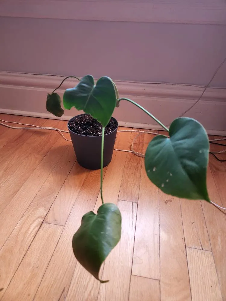 Unhappy Monstera House Plant photo 1