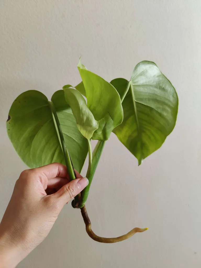 Rooted Monstera Cutting photo 1