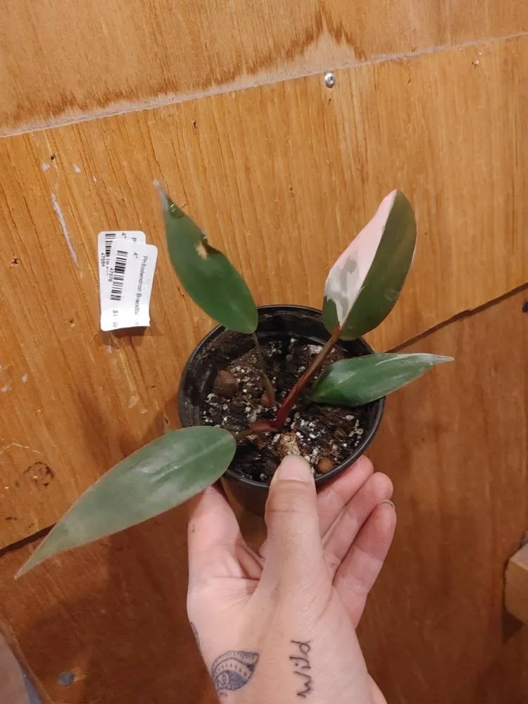 Pink Princess Philo photo 1