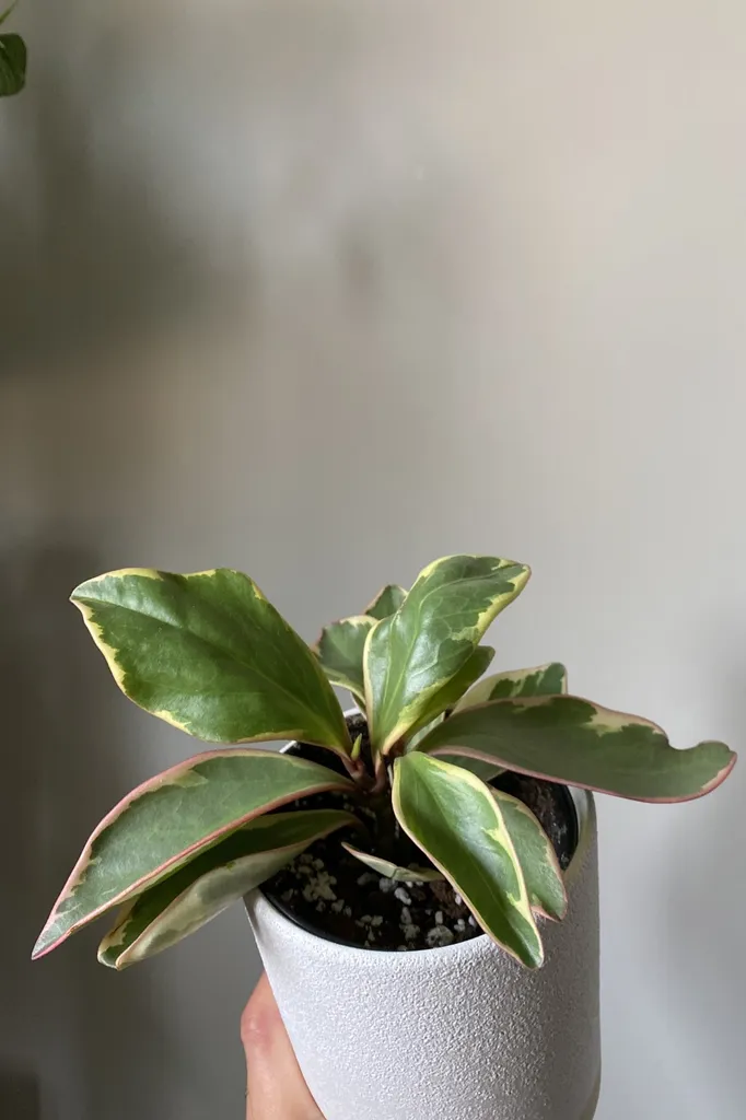 Peperomia Ginny Pink Plant photo 1