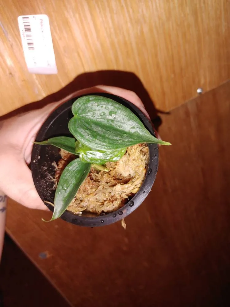 Philo Brandi photo 1