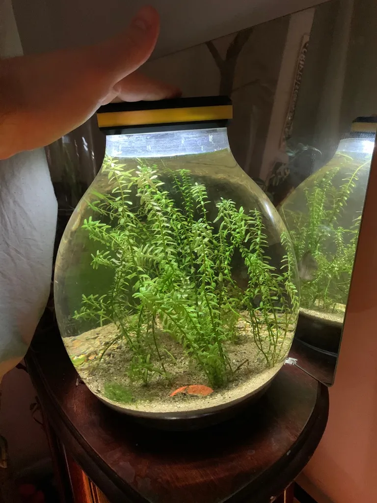 Vase Aquarium photo 1