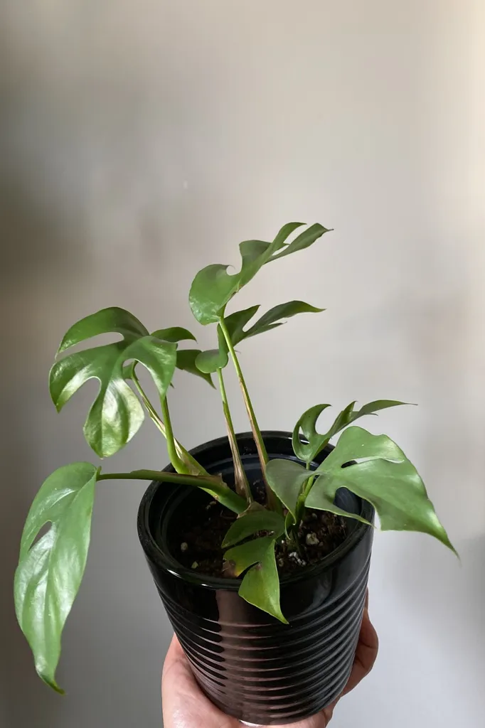 Rhaphidophora Tetrasperma Plant photo 1