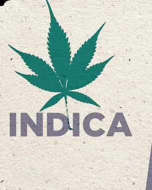 420 Indica Hybrid photo 1