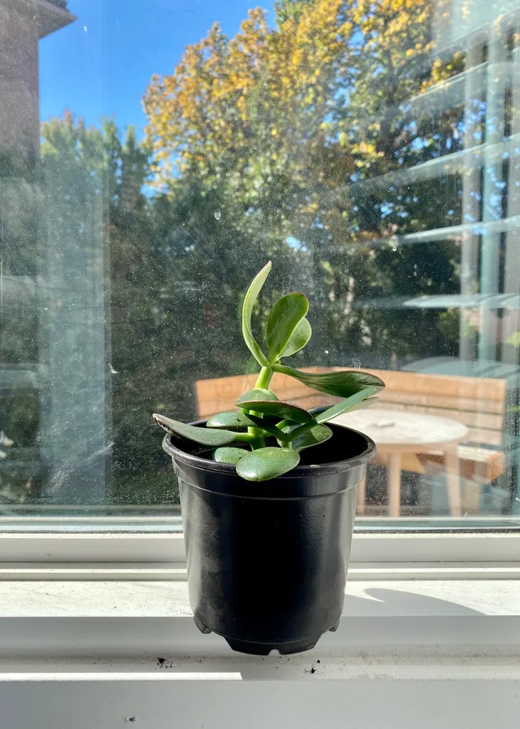 Jade Plant - “Ballerina Vanessa” photo 1